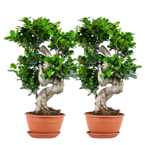 2x Ficus microcarpa 'Ginseng' S-Form - Bonsai - Zimmerpflanze - ⌀22 cm - ↕60-70 cm