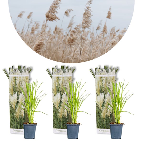 3x Cortaderia selloana – Pampasgras – Ziergräser – Winterheart – ⌀10,5 cm – ↕20-25 cm