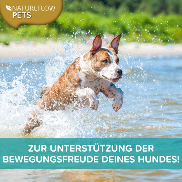 Grünlippmuschel Hund TESTSIEGER - 500g natürliches Grünlippmuschelpulver für Hunde - Unterstützung der Gelenkfunktion - Grünlippmuschel für Hunde mit Hoher Akzeptanz - Grünlippmuschelpulver Hund