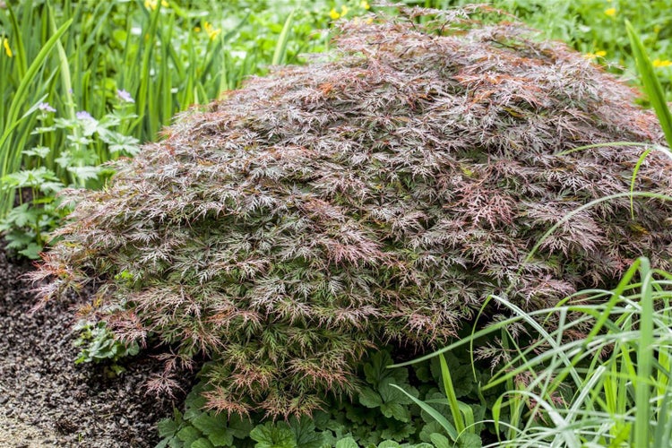 Acer palmatum 'Dissectum Garnet', Japanischer Ahorn, rotlaubig, 30–40 cm