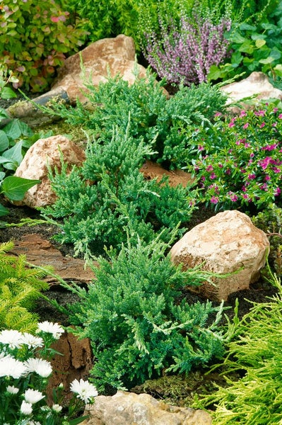 Juniperus horizontalis 'Prince of Wales', Kriech-Wacholder, 20–30 cm