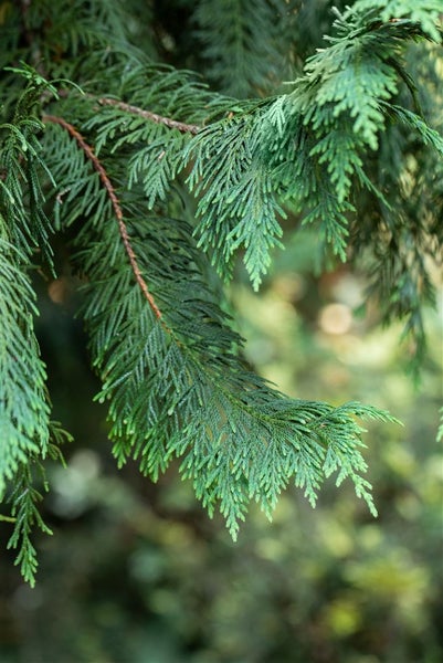 Chamaecyparis nootkatensis 'Aurea', Gelbe Nootka-Scheinzypresse, 60–80 cm