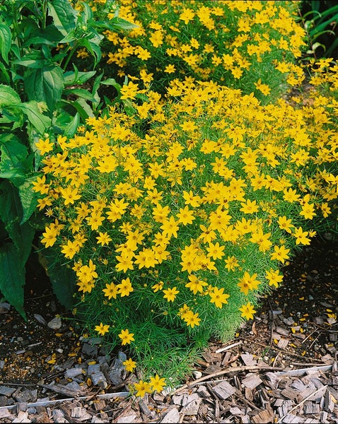 Gelbe Coreopsis Staude im Gartenbeet