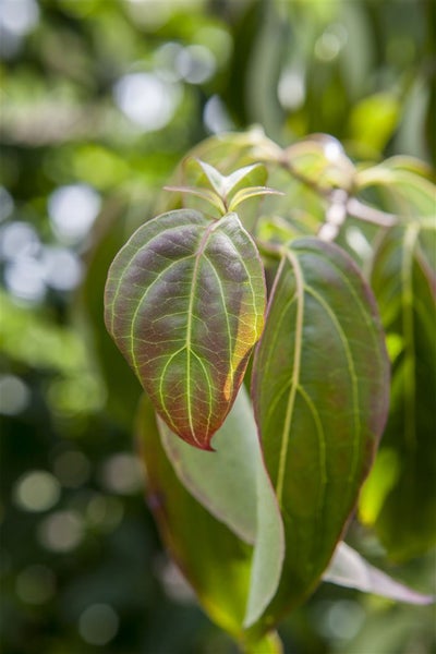 Cornus kousa chinensis, Chinesischer Blumen-Hartriegel, 60–80 cm
