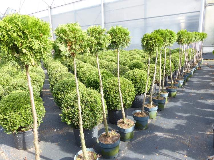 Reihe von als Hochstamm geformten Thuja Lebensbaum Pflanzen in schwarzen Kunststofftöpfen in einer Gärtnerei