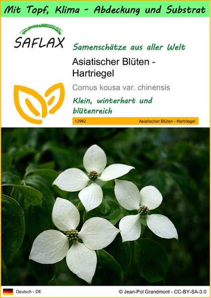 SAFLAX Garden to go - Asiatischer Blüten - Hartriegel - Cornus kousa var. chinensis - 30 Samen - Mit Topf, Klima - Deckel und Anzuchtsubstrat
