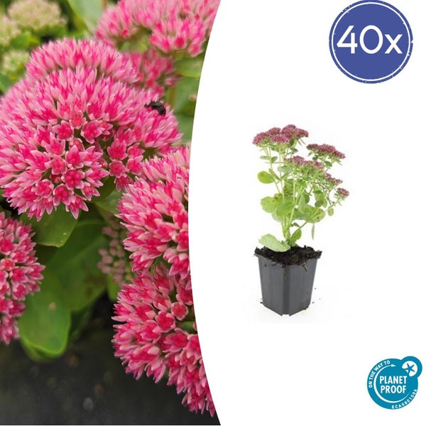 Fette Henne - Sedum telephium 'Herbstfreude' - pflegeleichte Staude - 9cm Topf - Set mit 40 Pflanzen