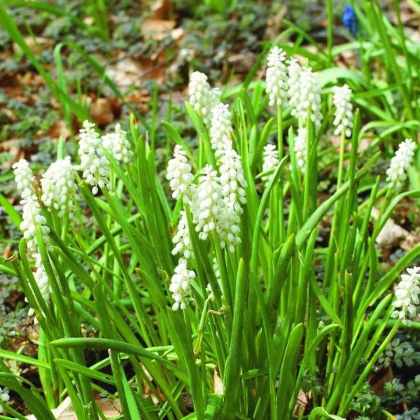 Traubenhyazinthen mit weißen Blüten und grünen Blättern im Garten