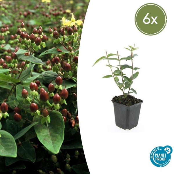 Bodendecker - Johanniskraut - Hypericum inodorum - 9cm Topf - Set mit 6 Pflanzen