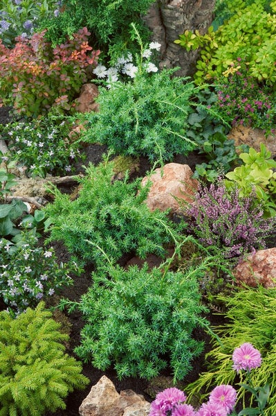 Juniperus chinensis 'Blue Alps', Chinesischer Wacholder, blaugrün, 20–30 cm