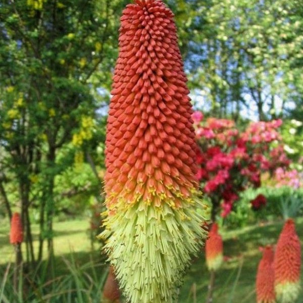 Fackelblume im Gartenbeet