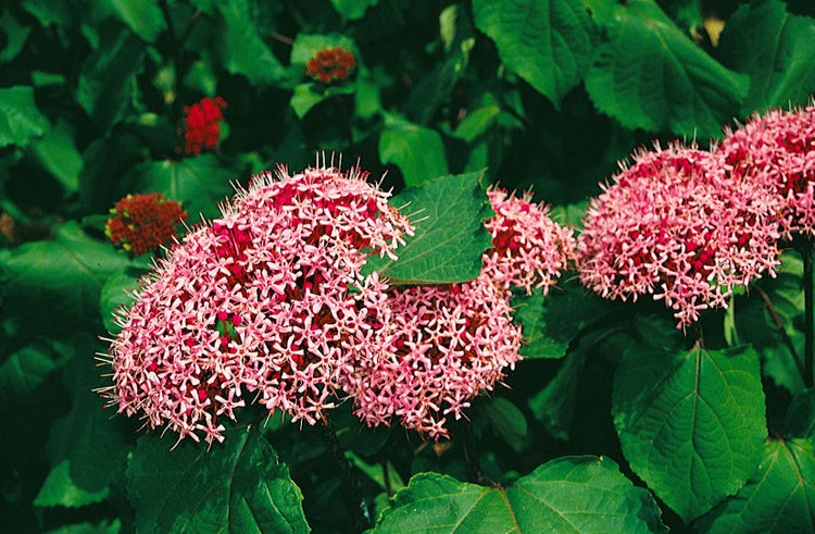 Clerodendrum bungei, Ruhmesblume, rosa Blüten, 80–100 cm