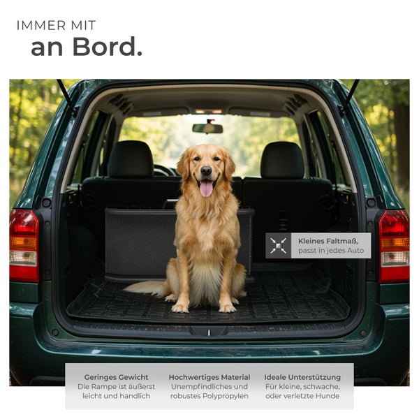 Ein Golden Retriever sitzt im geöffneten Kofferraum eines Autos neben einer kompakten, zusammengeklappten Hunderampe aus Polypropylen.