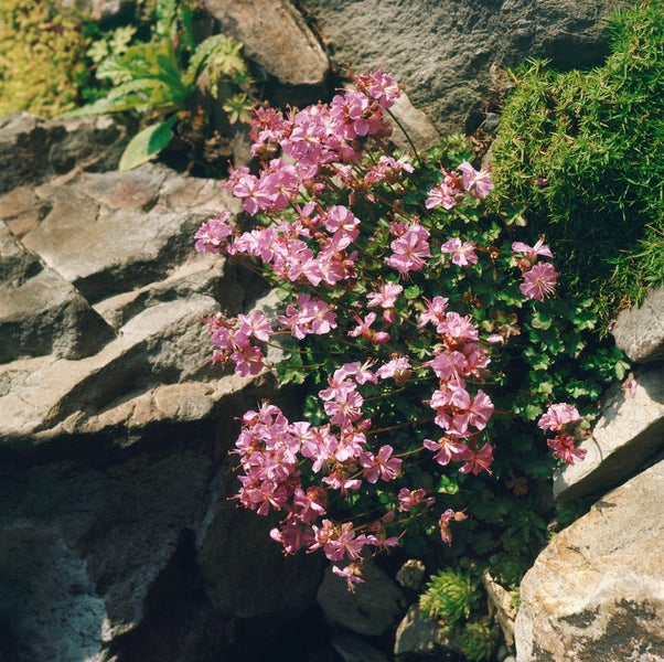 Geranium dalmaticum, Balkan-Storchschnabel, rosa, ca. 9x9 cm Topf