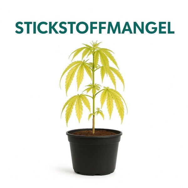 Hanfpflanze im Topf mit Stickstoffmangel und hellgelben Blättern.