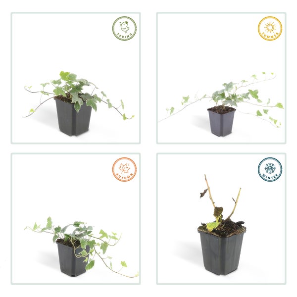 Efeu im Topf in den vier Jahreszeiten Frühling, Sommer, Herbst und Winter.