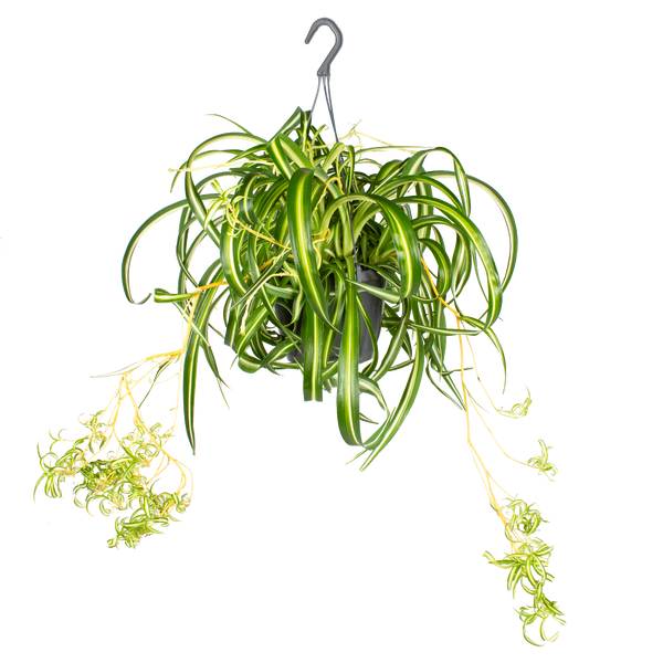 monstera dubia large 4
