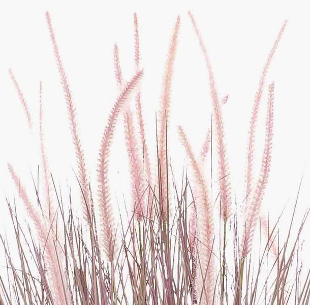 Nahaufnahme von rötlichem Ziergras mit feinen Halmen.