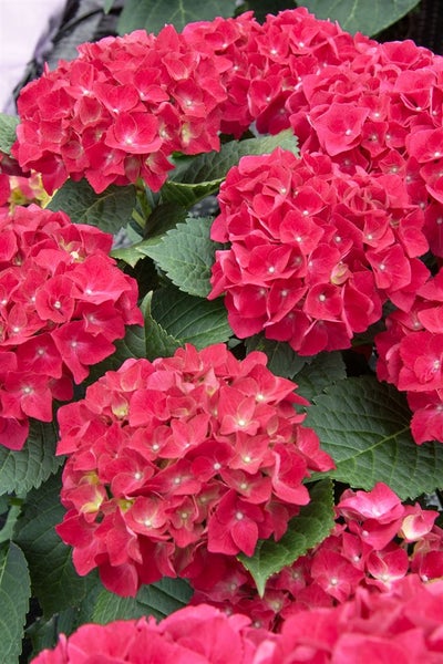 Hydrangea macrophylla 'Alpenglühen', Hortensie, rot, 50–60 cm
