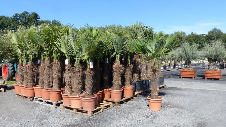 gruenwaren: XXXL 220-250 cm, Stamm 80 cm, Trachycarpus fortunei Hanfpalme, winterharte Palme bis -18°C