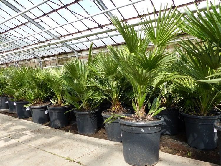 Palme Vulcano 70 cm Zwergpalme Chamaerops Humilis, winterhart bis -12°C