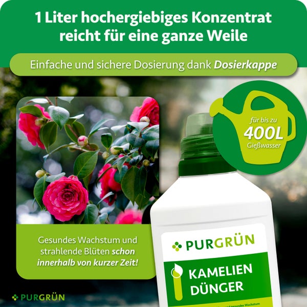 Eine Flasche Purgrün Kameliendünger Konzentrat mit Dosierkappe für bis zu 400 Liter Gießwasser, geeignet für gesundes Wachstum von Kamelien.