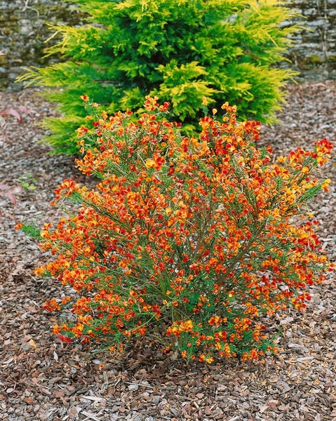 Cytisus scoparius 'Lena', Besenginster, gelb-orange, 30–40 cm
