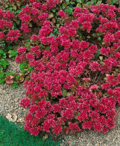 Sedum spurium 'Schorbuser Blut', Teppichsedum, rot, ca. 9x9 cm Topf