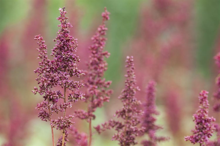 Astilbe x arendsii 'Glut', Prachtspiere, rot, ca. 9x9 cm Topf