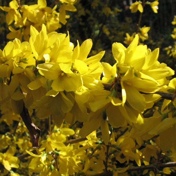 Nahaufnahme von Forsythienblüten