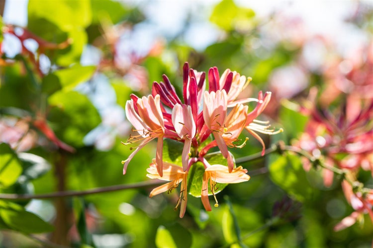 Lonicera heckrottii 'Goldflame', Geißblatt, rosa-gelb, 150–200 cm