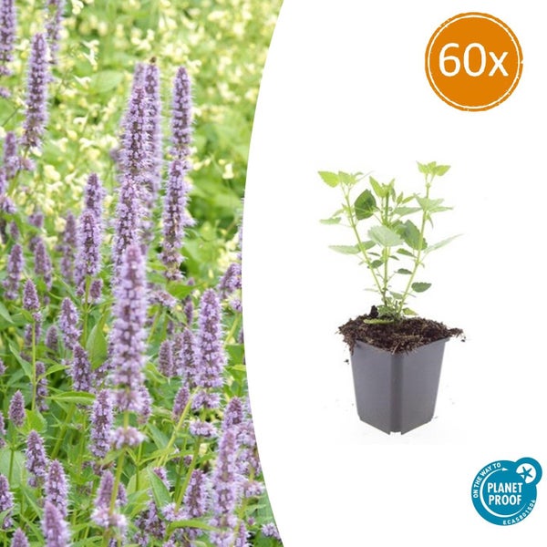 Duftnessel Agastache im 60er Pack, junge Pflanze im Topf und blühende Gartenpflanzen mit lila Blütenähren, Planet Proof zertifiziert.