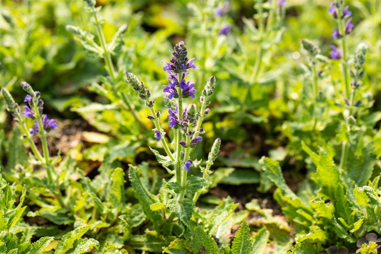 Salvia nemorosa 'Marcus', Steppensalbei, violettblau, ca. 9x9 cm Topf