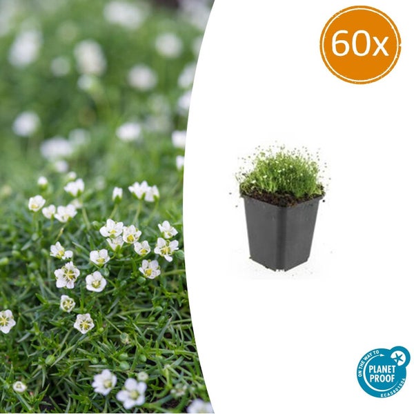 60-teiliges Set blühender Rasen-Sternmoos Pflanzen im Topf