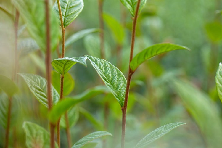 Cotoneaster watereri 'Cornubia', immergrün, rote Beeren, 80–100 cm