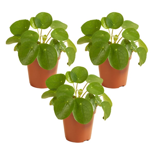 Pfannkuchenpflanze | Pilea 'Peperomioides' pro 3 Stück - Zimmerpflanze im Angelegentopf ⌀12 cm - ↕10-15 cm