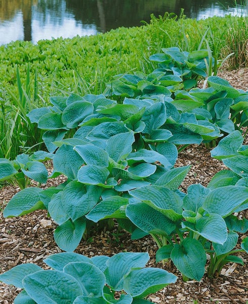 Hosta sieboldiana 'Elegans', Blaublatt-Funkie, 3-5 Liter Container