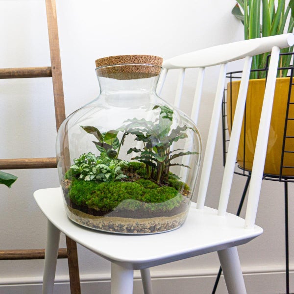 Flaschengarten Fat Joe - DIY-Pflanzenterrarium - 30 cm hoch