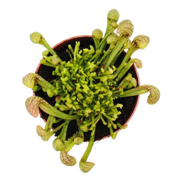 Schlauchpflanze - Sarracenia psittacina Hybr. Scarlett Belle - Fleischfressende Pflanze - 9cm Topf