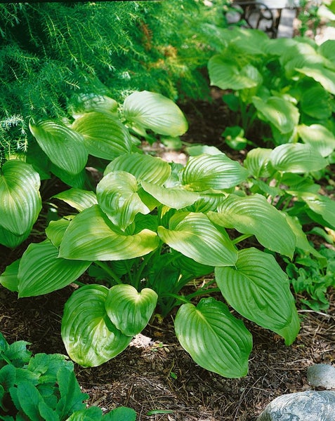 Hosta plantaginea 'Honeybells', Duftende Funkie, ca. 11x11 cm Topf