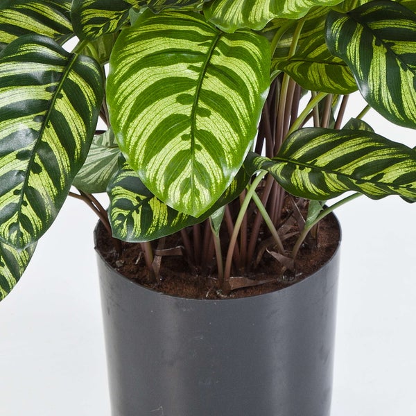 Calathea Zimmerpflanze mit gestreiften Blättern im schwarzen Kunststofftopf.