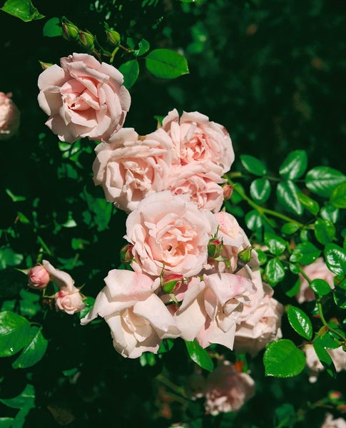 Nahaufnahme von Rosenblüten mit Blättern