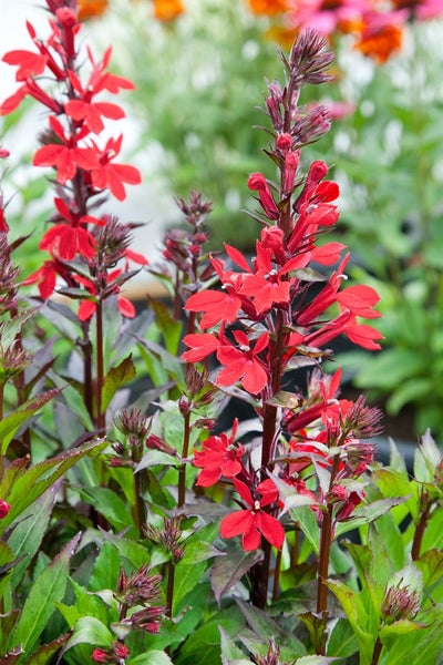 Lobelia x speciosa 'Fan-Scharlach', scharlachrot, ca. 9x9 cm Topf