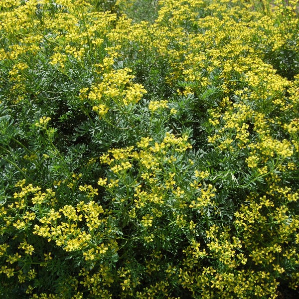 Blühender Gartenraute Strauch im Garten