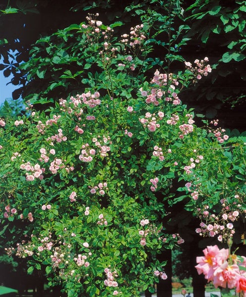 Kletterrose mit kleinen, rosa Blüten und grünen Blättern