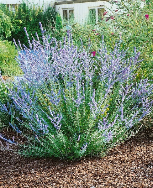 Russischer Salbei im Gartenbeet