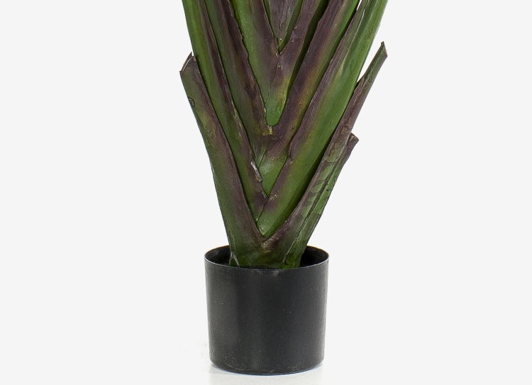 Nahaufnahme einer Geigenfeige mit großen, gewellten grünen Blättern.