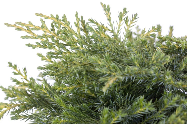 Juniperus media 'Golden Saucer', Wacholder, goldgelb, 20–25 cm