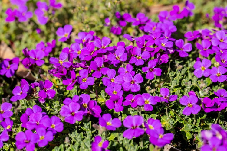 Aubrieta x cult. 'Hamburger Stadtpark', Blaukissen, ca. 9x9 cm Topf