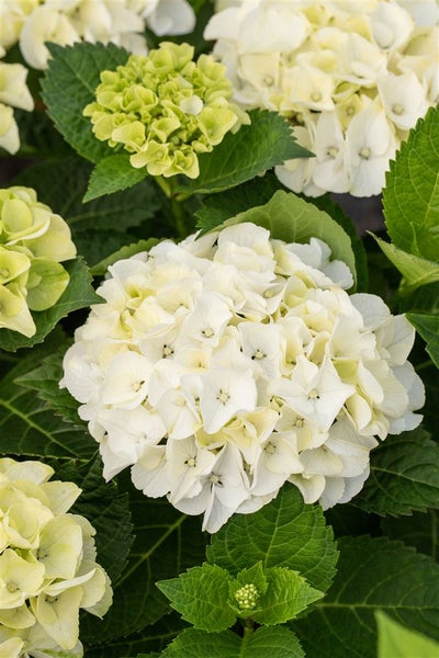 Hydrangea macrophylla 'Hochzeits-Hortensie', weiß, 30–40 cm